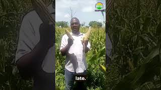 See the results Solomon 2024 regenerativefarming pfumvudza [upl. by Lazaruk]