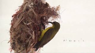 SUNBIRD  Nest building incubation feeding and chicks [upl. by Valeria]