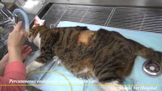 Percutaneous endoscopic gastrostomy in cats [upl. by Feinstein]