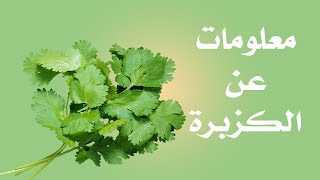 الكزبرة الوصف النباتي والفوائد [upl. by Assir]