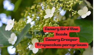 Canary Bird Vine Seeds VlogsforplantsBirds CreeperVines [upl. by Harak529]