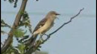 Northern Mockingbird Sings [upl. by Hamimej]