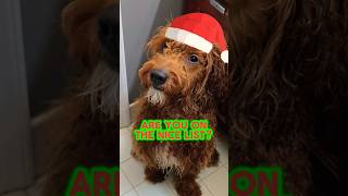 🎅SUBSCRIBE TO BE ON PUPPY SANTA NICE LIST🎅 shorts puppy dog [upl. by Aicilak]