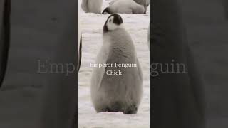 Baby Emperor Penguin SoundsPenguin Chick shorts penguin [upl. by Zelda969]