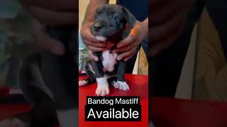 Bandogge Mastiff Working lines in UK [upl. by Nnylrats495]