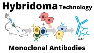 Hybridoma Technology for the Production of Monoclonal Antibodies [upl. by Pantheas]