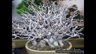 Bonsai market at the Green Club Part 1 Kokufu Bonsai Ten 2013 [upl. by Araz401]