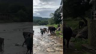 Pinnawala Elephant Orphanage srilanka elephant pinnawala kandyan [upl. by Remot]