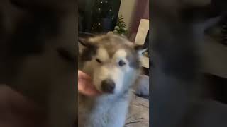 This Dog ACTUALLY Says Woof And Answers Back [upl. by Roswald]