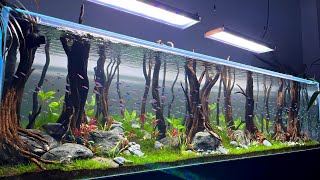 Beautiful Cardinal Tetra Fish Tank  Super Clean Cardinal Tetra Aquarium [upl. by Perri]