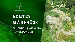 Das echte Mädesüß Filipendula ulmaria  Die Wiesenkönigin  Anwendung und Wirkungsweise [upl. by Garrick296]