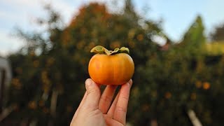 My Dad’s 6 Year Old Persimmon Tree [upl. by Odoric]