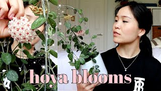 6 Tips and Tricks to get Hoya Flowers  Blooms [upl. by Saduj249]