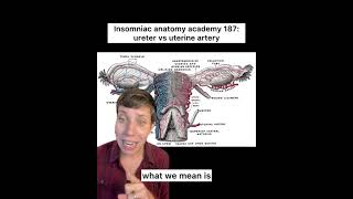 Insomniac anatomy academy 187 ureter va uterine artery science anatomy hysterectomy [upl. by Pyle]