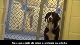 Reação de um cachorro ao ser adotado [upl. by Barabas]