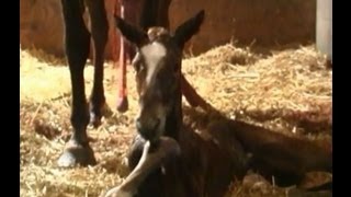 Horse Giving Birth Mare Having Baby Foaling [upl. by Leander830]