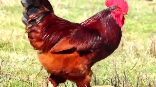 Rhode Island Red Rooster and Hen Free Ranging Chickens producing Brown Eggs [upl. by Dott]