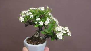 Pyracantha Flowering Bonsai Tree [upl. by Tiphany]