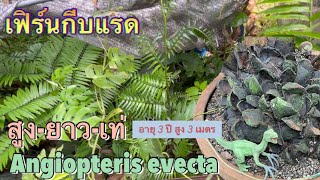 เฟิร์นกีบแรด Angiopteris evecta ก้านสูงยาวเด่นทะลุ 3 เมตร [upl. by Idel]