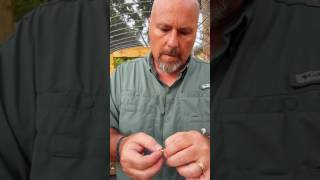 PLUMERIA SEED GERMINATION Easiest Technique [upl. by Nosauq]