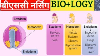 Biology Ectoderm Mesoderm Endoderm  Biology Classes Bsc Nursing [upl. by Polky948]