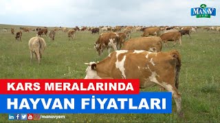 Kars Meralarında Hayvan Fiyatları [upl. by Ymrej]