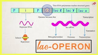 Lac operon and lac operon work and Jacob and monod model [upl. by Isayg]