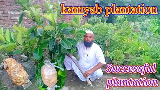 kamyab plantation successful plantation shehraz gardening ideas for home imtiaz mali [upl. by Ihdin]