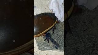 Diving beetlecybister tripunctatus feeding on chicken [upl. by Litt920]