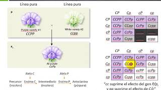 Epistasis doble recesiva [upl. by Enyal]