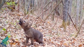 Small wolf pups first howls [upl. by Lassiter772]