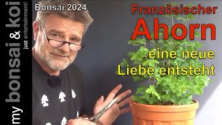 Bonsai 202452  französischer Ahorn  eine neue Liebe entsteht [upl. by Oiramej]