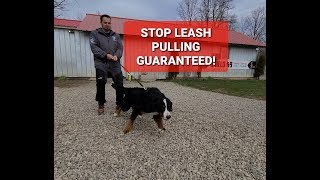 HOW TO STOP LEASH PULLING INSTANTLY [upl. by Skell]