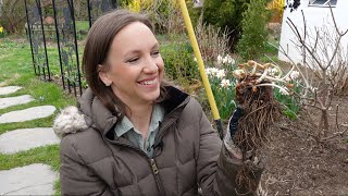 Planting Bare Root Astilbe  How to Plant Grow and Maintain Astilbe Flowers  Northlawn [upl. by Akeihsat]