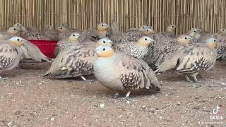 SPOTTED SANDGROUSE [upl. by Duarte]