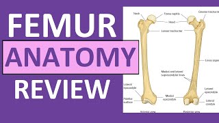 Femur Bone Anatomy Lecture and Landmark Markings [upl. by Boyden]