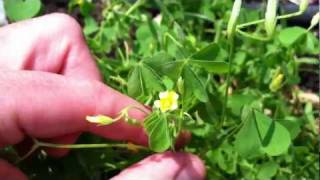 Lemon Clover  Yellow Woodsorrel  edible and tasty [upl. by Sualohcin]