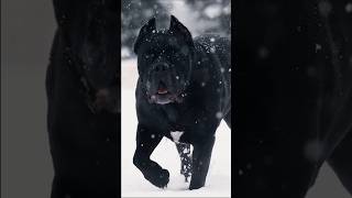 Baby Meets a Young Cane Corso – Heartwarming Momentsshorts canecorso [upl. by Esteban]