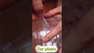 Recycling Plastic Bottle into the Ball shorts plants flowers diy [upl. by Witte]