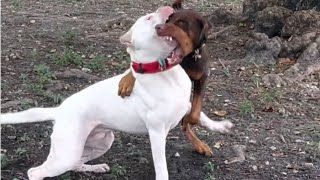 Doberman attack on dogo Argentino 🔥😱 [upl. by Hatokad953]