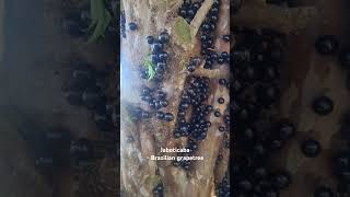 Jaboticaba or Brazilian grapetree nature birdrelaxingmusic Templex Algester nursery [upl. by Adilem]