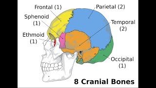 NORMAS OF THE SKULL DEMONSTRATION [upl. by Rabin]