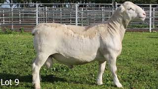 Lot 9 Cobar Ram Sale 2024  Annalara White Dorper [upl. by Hobard]