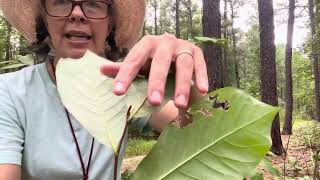 Asimina parviflora smallflowered pawpaw [upl. by Drwde]