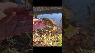 Creek fishing fishing fall creekfishing fyp viralshorts music [upl. by Orecic]