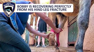 Bobby the donkey is recovering from his leg fracture  Easy Horse Care Rescue Centre [upl. by Dahsar532]