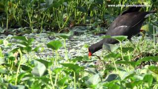 Common Moorhen Gallinula chloropus [upl. by Ahseym]