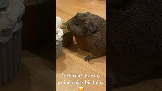 Happy birthday gin and Dwightguinea pig dwightgin￼ [upl. by Ariaet]