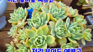 열화상으로 미웠던 크라운이 이렇게 예쁘게 물 들었네요물듬크라운열화상가을예쁨 [upl. by Afital]