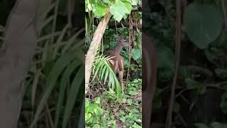 Venado silvestre Odocoileus virginianus animals selva naturaleza fauna animales bosque [upl. by Leann909]